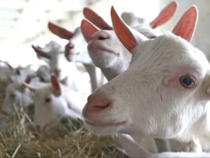 30 млн рублей получат три нижегородских сельхозпроизводителя на развитие проектов в сфере аграрного туризма