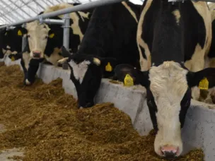 Производство мяса и молока в Нижегородской области увеличилось в 2024 году