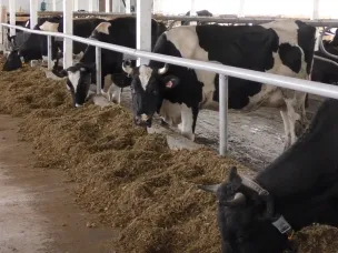 Проект по созданию роботизированной фермы на 130 голов реализовал фермер из Шаранги при государственной поддержке