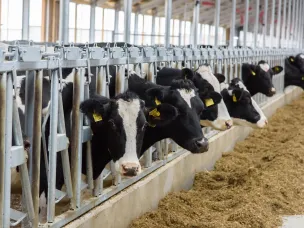 18 животноводческих объектов создано в Нижегородской области при государственной поддержке в 2023 году