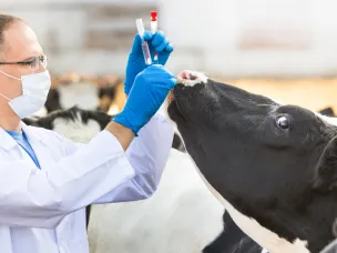 Нижегородский регион вошел в российский пилотный проект по внедрению геномной селекции животноводства при государственной поддержке