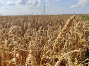 Валовый надой молока в Нижегородской области за семь месяцев 2025 года увеличился на 4 процента