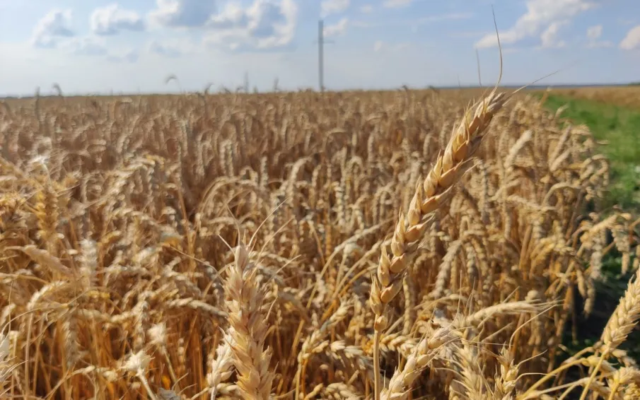 Валовый надой молока в Нижегородской области за семь месяцев 2025 года увеличился на 4 процента