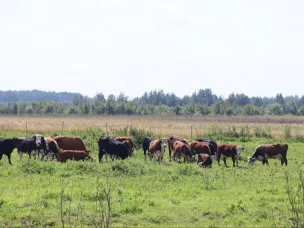 Почти 100 млн рублей получили четыре нижегородские семьи на развитие ферм